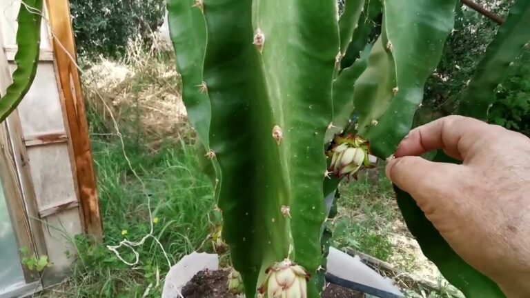 Guida alla Coltivazione della Pianta di Dragonfruit