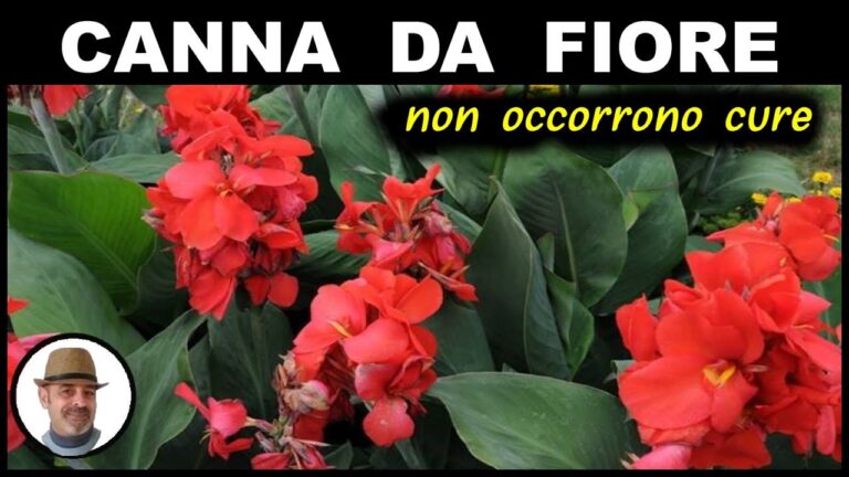 Canna Indica: Cura e Crescita in Inverno
