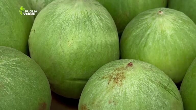 Cosa Coltivare in Puglia: Guida alle Eccellenze Agricole