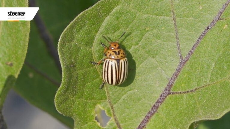 Insetto Simile alla Coccinella Marrone: Scopri di Più!