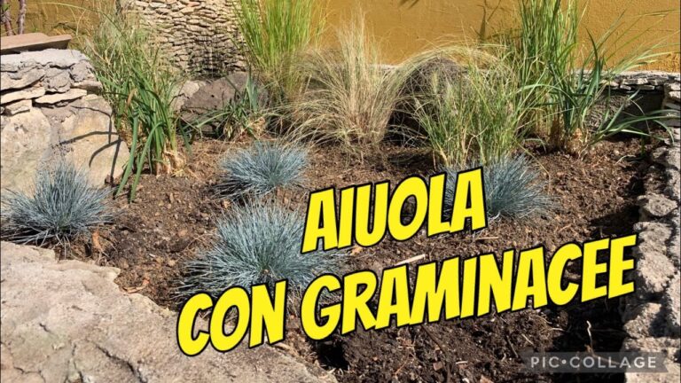Guida alla Coltivazione della Festuca Glauca in Aiuola