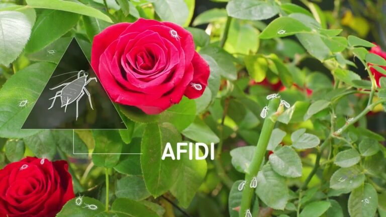 Flupyradifurone: L’Insetticida Innovativo per la Protezione delle Colture