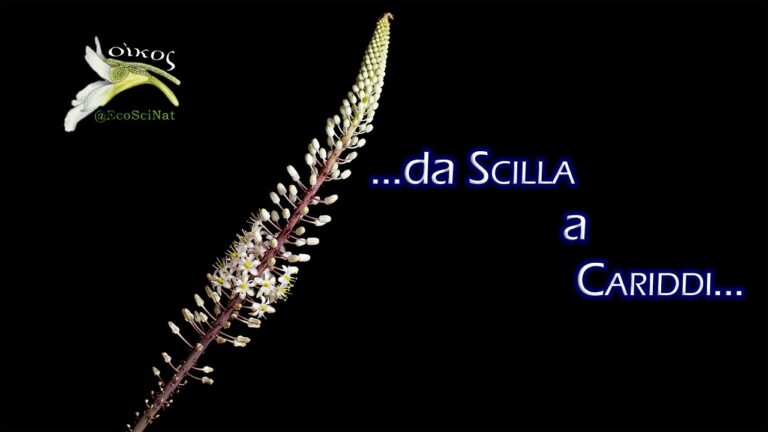Coltivazione Efficiente di Drimia Maritima
