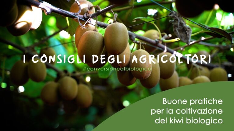 Coltivazione del Kiwi in Italia: Opportunit&agrave; e Tecniche