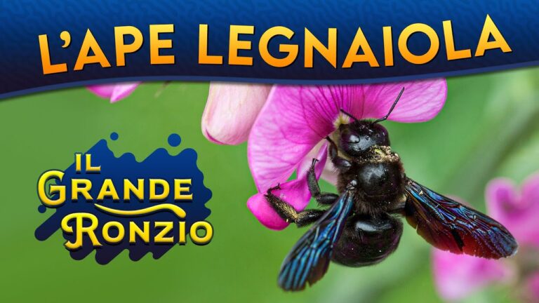 Il Calabrone Nero Gigante: Miti e Realtà