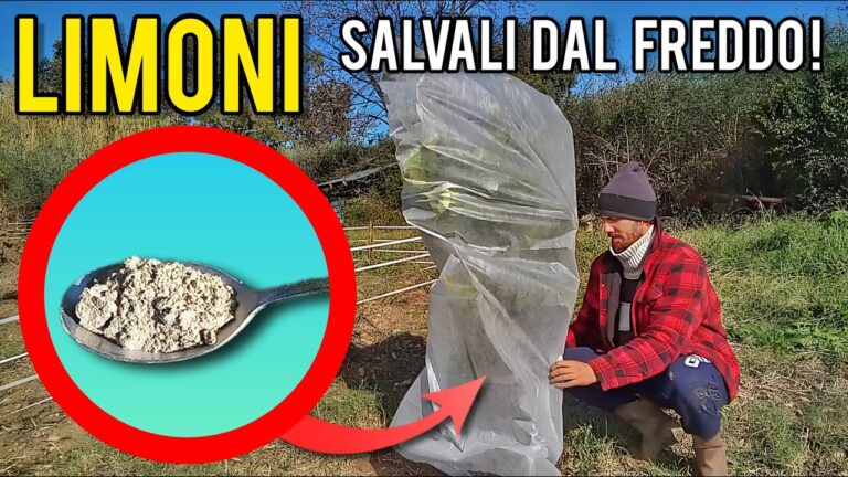 Limone Resistente al Freddo: Coltivazione e Vantaggi