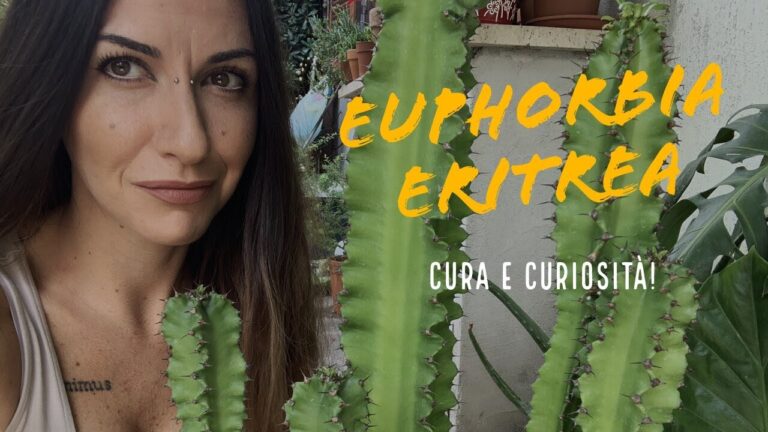 Euphorbia Lactea Crestata: Guida ai Fiori e alla Coltivazione