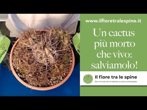 Come Riconoscere un Cactus Morto
