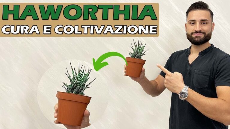 Haworthia Fasciata: Guida alla Fioritura Perfetta