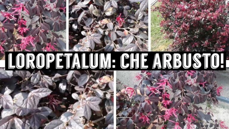 Loropetalum Siepe: Guida alla Coltivazione e Cura