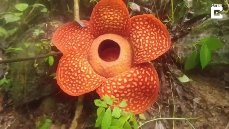 Il Fiore Più Bello del Mondo: Scopri le Meraviglie della Natura