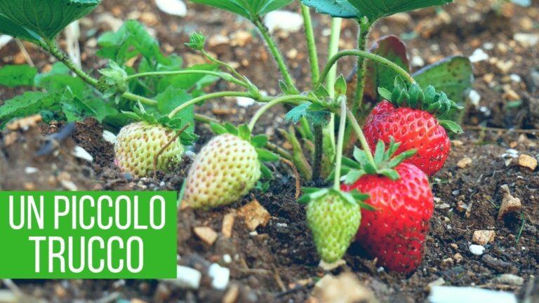 Il Miglior Concime per Fragole: Guida alla Scelta Ideale