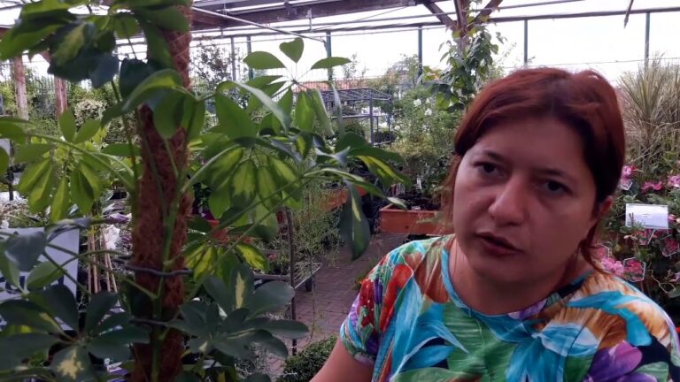 Guida alla Cura della Schefflera Arboricola