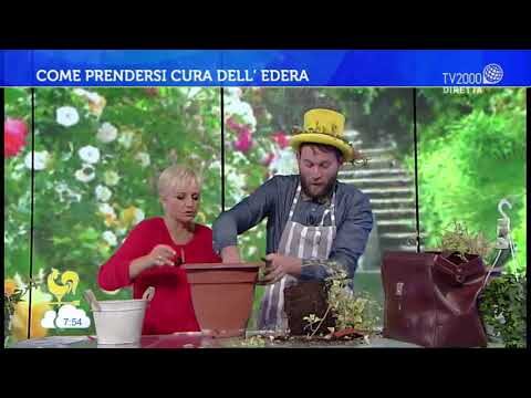 Coltivare l’Edera Ricadente in Vaso: Guida Pratica e Consigli Utili