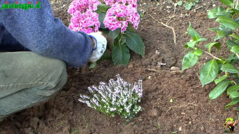 Idee per una Aiuola con Ortensie: Guida alla Creazione di un Giardino Colorato