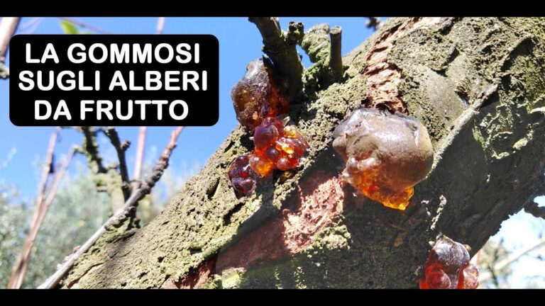Malattie del Tronco negli Alberi da Frutto: Prevenzione e Trattamento