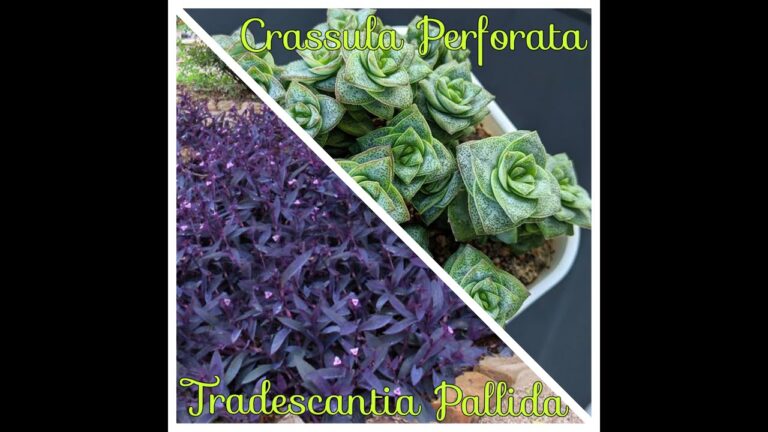 Fiori di Crassula Perforata: Guida alla Cura e Fioritura