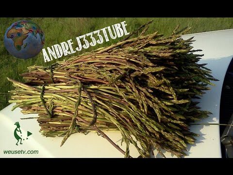 Guida alla Coltivazione delle Piantine di Asparagi Selvatici