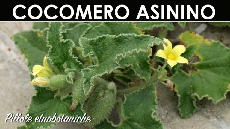 Il Cocomero Asinino: Un Frutto Gustoso e Nutriente