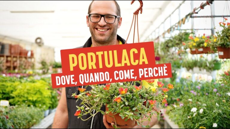 Guida alla Coltivazione delle Portulaca Ornamentali