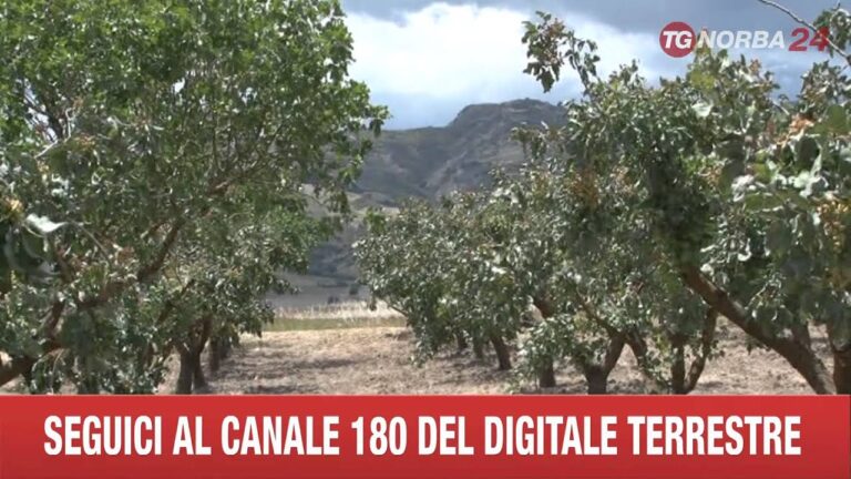 Coltivazione del Pistacchio nel Nord Italia: Tecniche e Opportunità