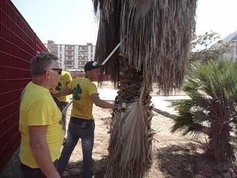 Guida alla Potatura delle Palme Alte