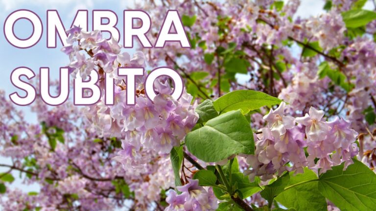 Frutti di Paulownia Tomentosa: Benefici e Caratteristiche