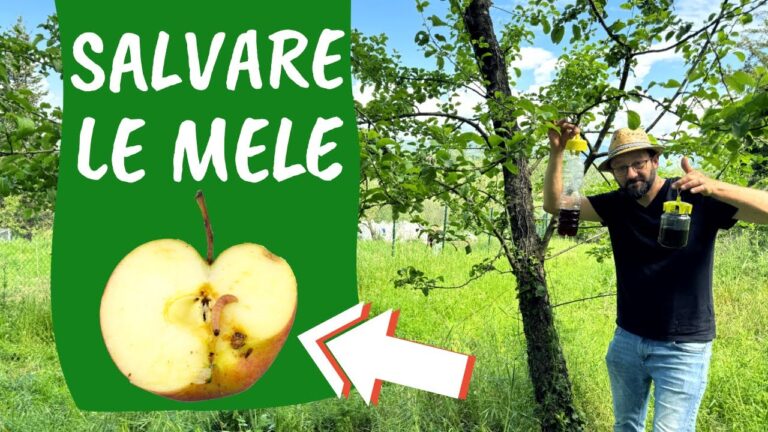 Efficacia degli Insetticidi per Carpocapsa: Soluzioni e Strategie