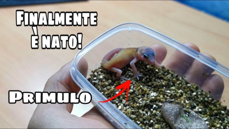 Guida alla Cura dei Cuccioli di Geco