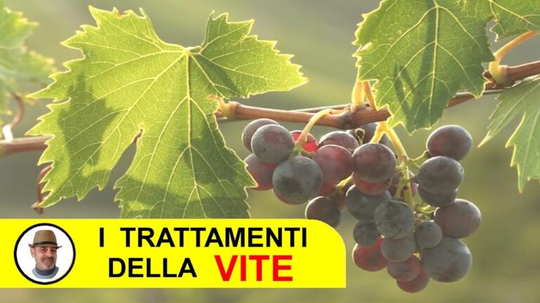 Steward Insetticida: Efficacia e Vantaggi nell’Agricoltura Sostenibile
