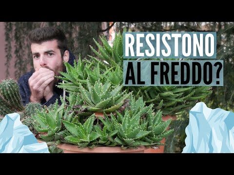 Piante Grasse da Esterno: Resistenza al Sole e al Freddo