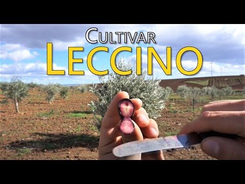 Come Identificare le Varietà di Olivo