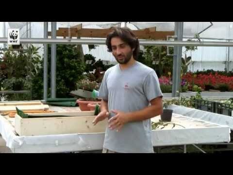 Semina dell’Acero Rosso Giapponese: Guida Pratica