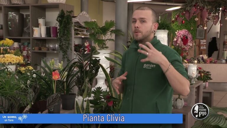Clivia: Prezzo e Consigli per l’Acquisto