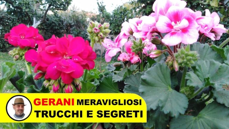 Geranio con Foglie Rosse: Cura e Caratteristiche Essenziali