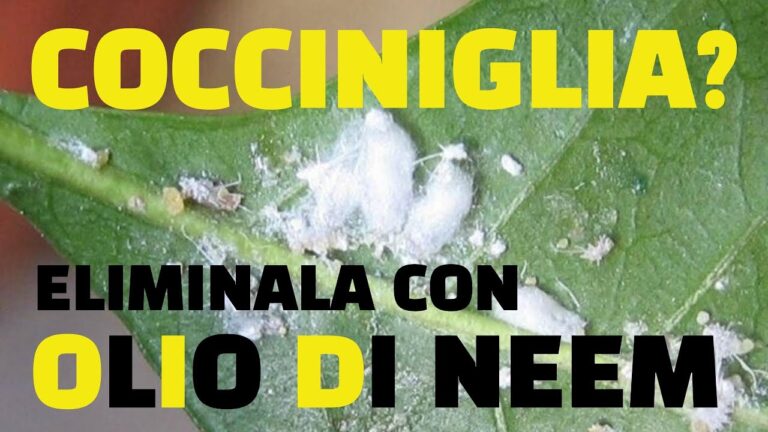 Olio di Neem: Dosi Efficaci contro la Cocciniglia