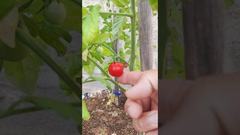 Prevenire e Combattere il Marciume del Colletto del Pomodoro