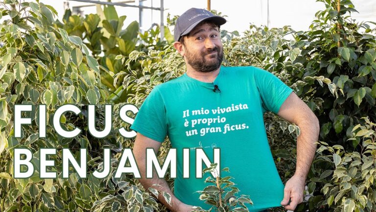 Dimensioni Ideali del Vaso per Ficus Benjamin