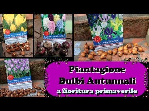 Bulbi Autunnali: Guida alla Piantagione Ideale