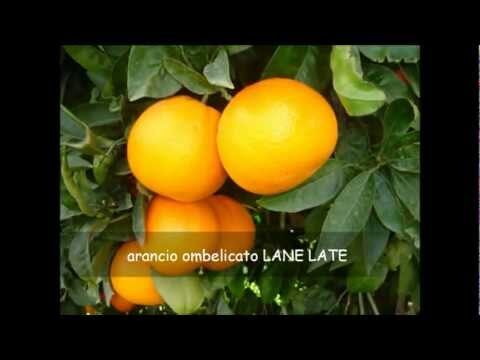 Guida alla Maturazione dei Limoni: Un Calendario Essenziale