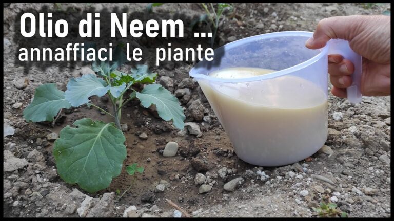 Olio di Neem: Quando Applicarlo sulle Piante
