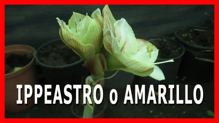 Il Significato dell’Amaryllis Rosso