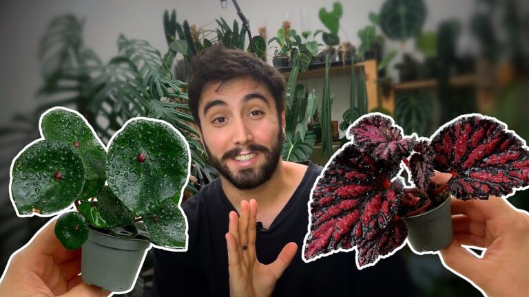 Guida Completa alle Varietà di Begonie