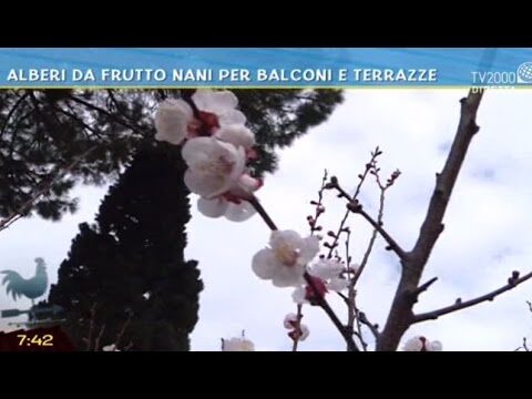 Elenco Completo degli Alberi da Frutto