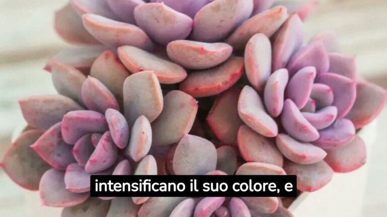 Pianta Grassa con Fiori Viola: Bellezza e Cura