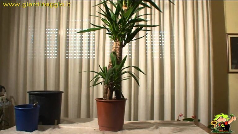 Coltivare Yucca in Vaso: Guida per la Casa