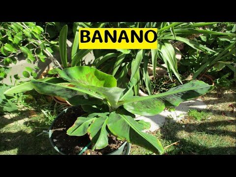 Radici Banano: Svelare il Potere della Tradizione e Innovazione
