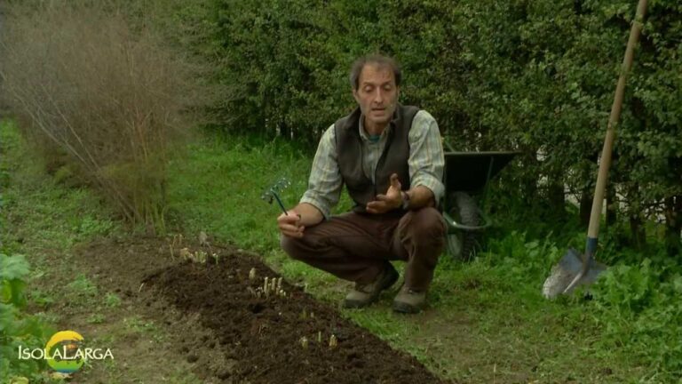 Quando e Come Tagliare le Piante di Asparagi