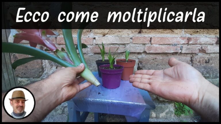 Guzmania Secca: Cura e Coltivazione Ideale