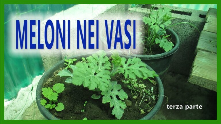 Coltivazione dell’Anguria in Vaso: Guida Pratica